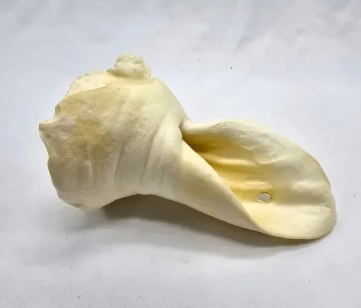 RD71021 Real Dog Snacks Jaučio ausys baltos 2vnt. paveikslėlis