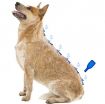 B135837 Beaphar IMMO SHIELD LINE-ON DOG "M" 3*3ml (pak6) paveikslėlis